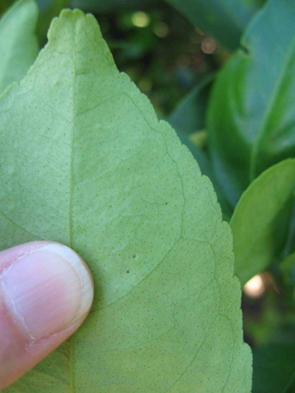              Margin (Winter Haven, FL)       